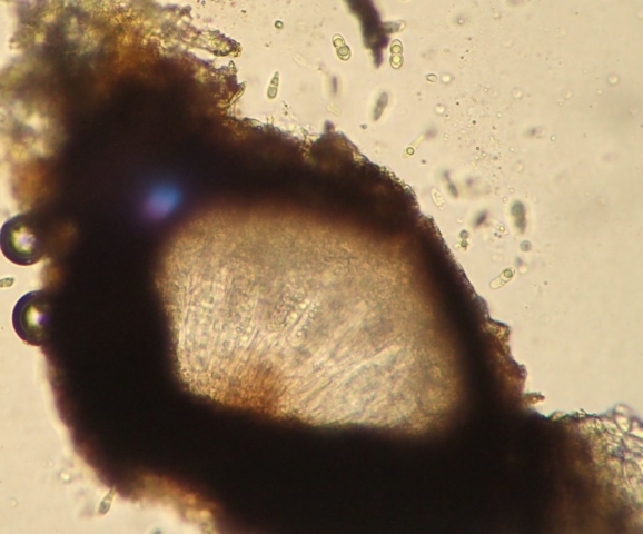 Arthopyrenia analepta: perithecium and 1-septate spores