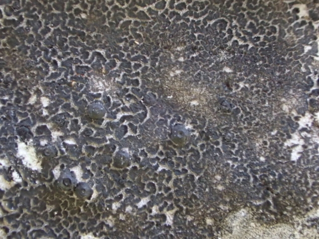 The mystery perithecia with white thallus and dark cracked crust on top
