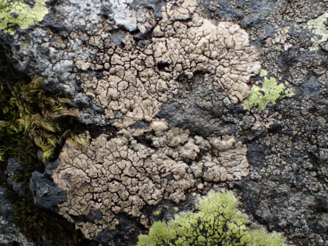 Placopsis lambii on the boulder in the tarn