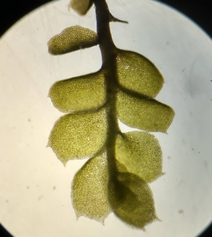 Adelanthus decipiens under microscope CS
