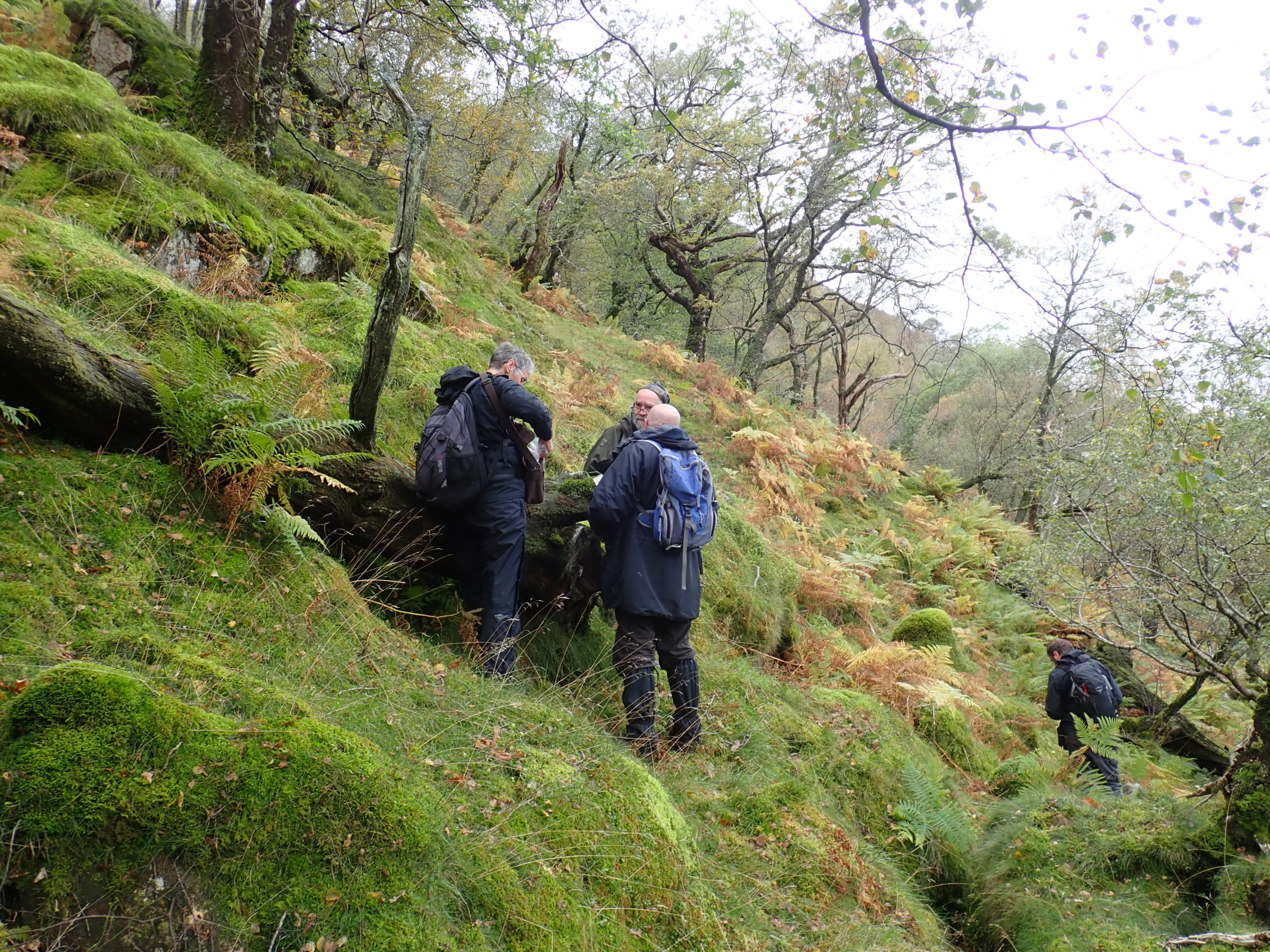 Bryologists at Scales Wood KM