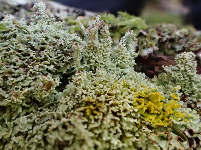 Cladonia parasitica, P+yellow right and K+yellow centre