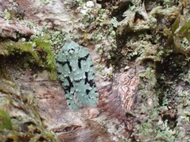 Acleris literana, a lichen mimicking micro moth on hazel