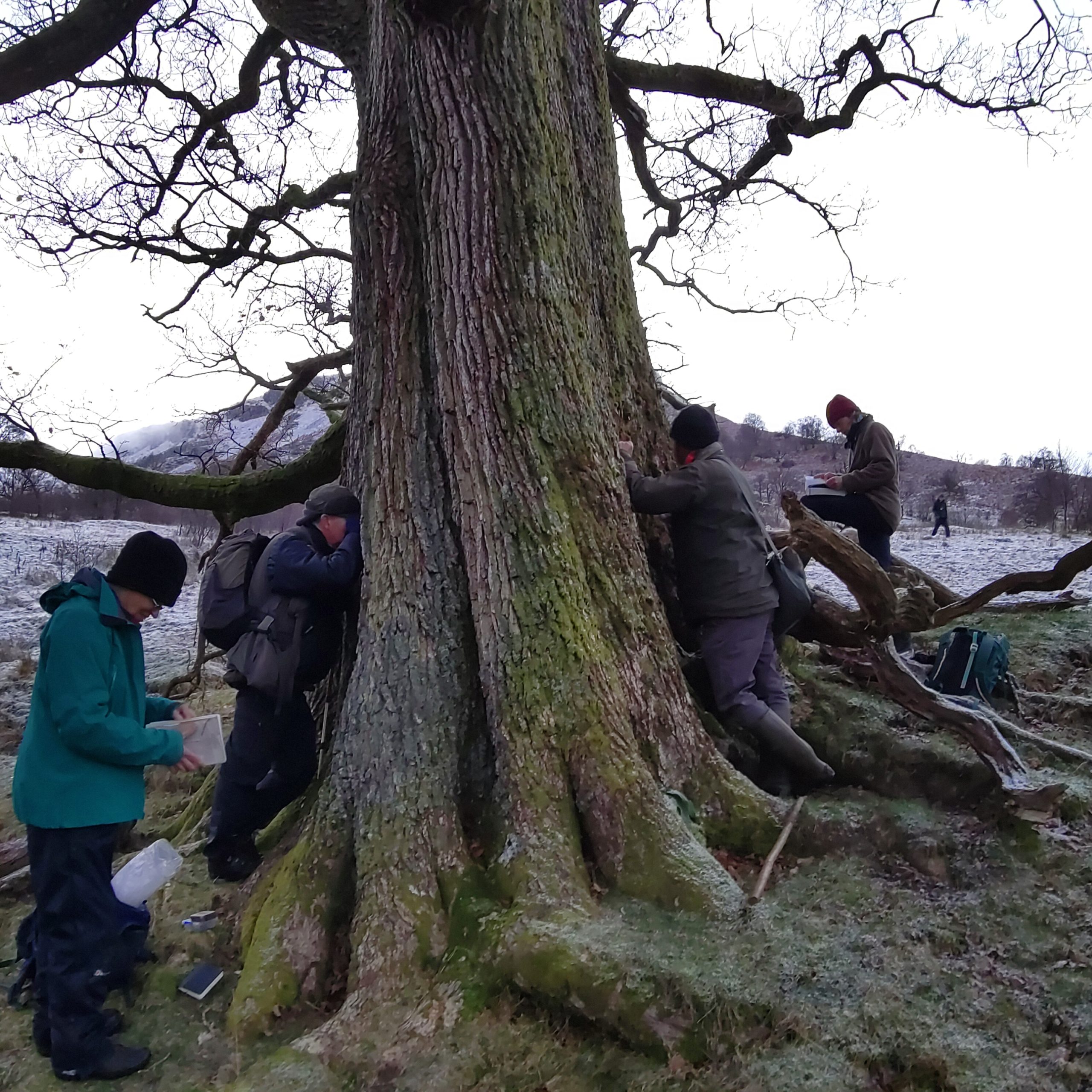 Lichenologists and Bryologists at an old oak tree