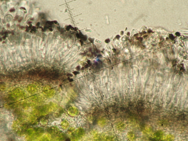 Catillaria nigroclavata: small spores and swollen black apices of paraphysces