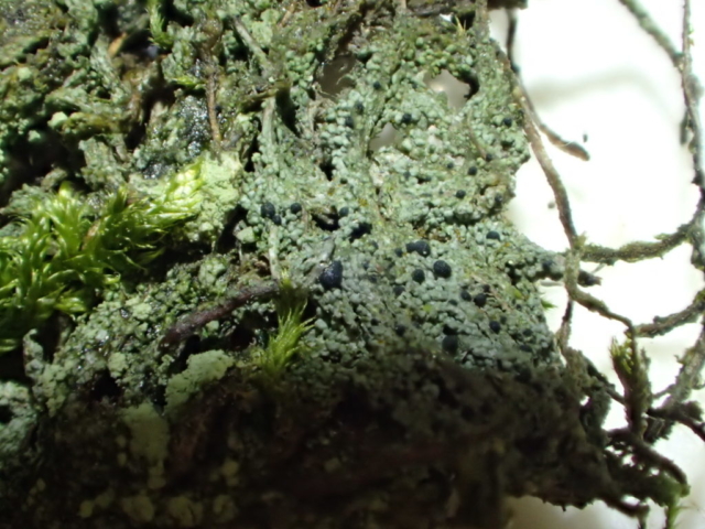 Micarea lignaria: globose black apothecia on corticated granular crust on moss