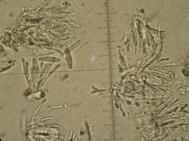 Micarea lignaria: ~6-septate spores