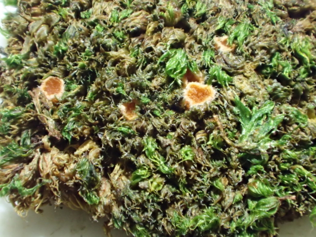 Octospora sp. specimen, dry