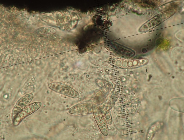 Normandina acroglypta: large multi-septate spores