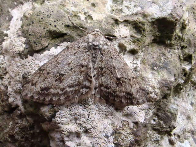 The Engrailed moth