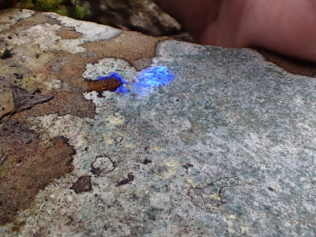 Porpidia tuberculosa K/UV+blue
