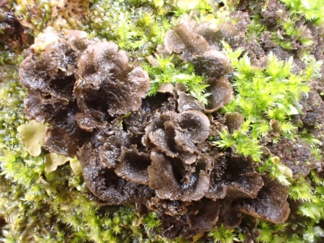 Sticta canariensis - dual morph with green lobes on the left hand side
