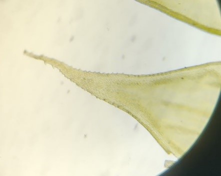 Antitrichia curtipendula leaf tips