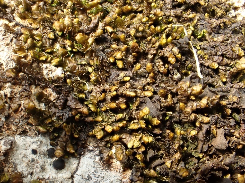 Porella obtusata – golden brown shoots with large, plane lobules a similar size to the underleaves