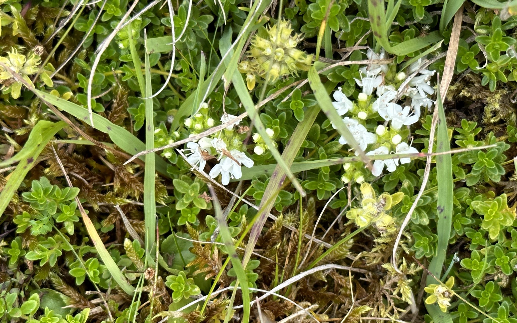 A white-flowered variant of Thyme