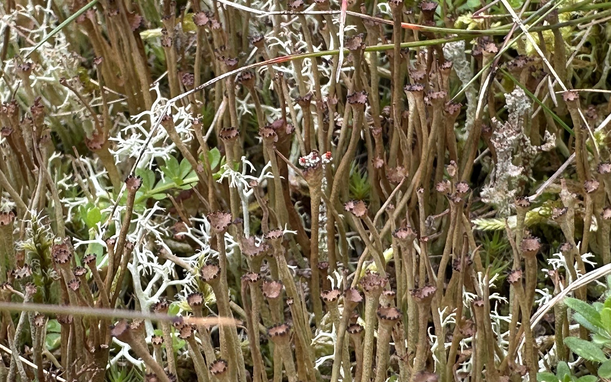 Cladonia gracilis with C. portentosa and C. floerkeana