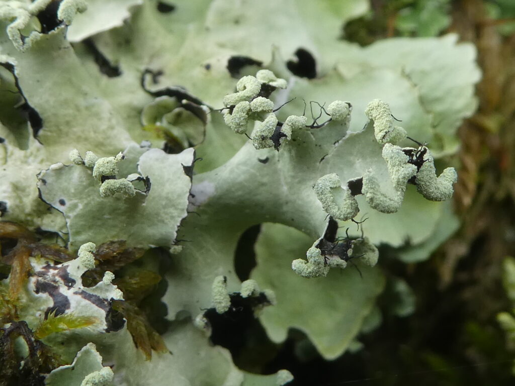 Parmotrema perlatum near Ambleside