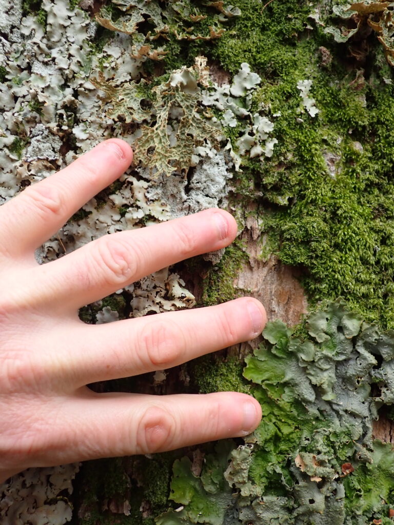 Lobaria pulmonaria, L. amplissima and L. virens in Great Wood