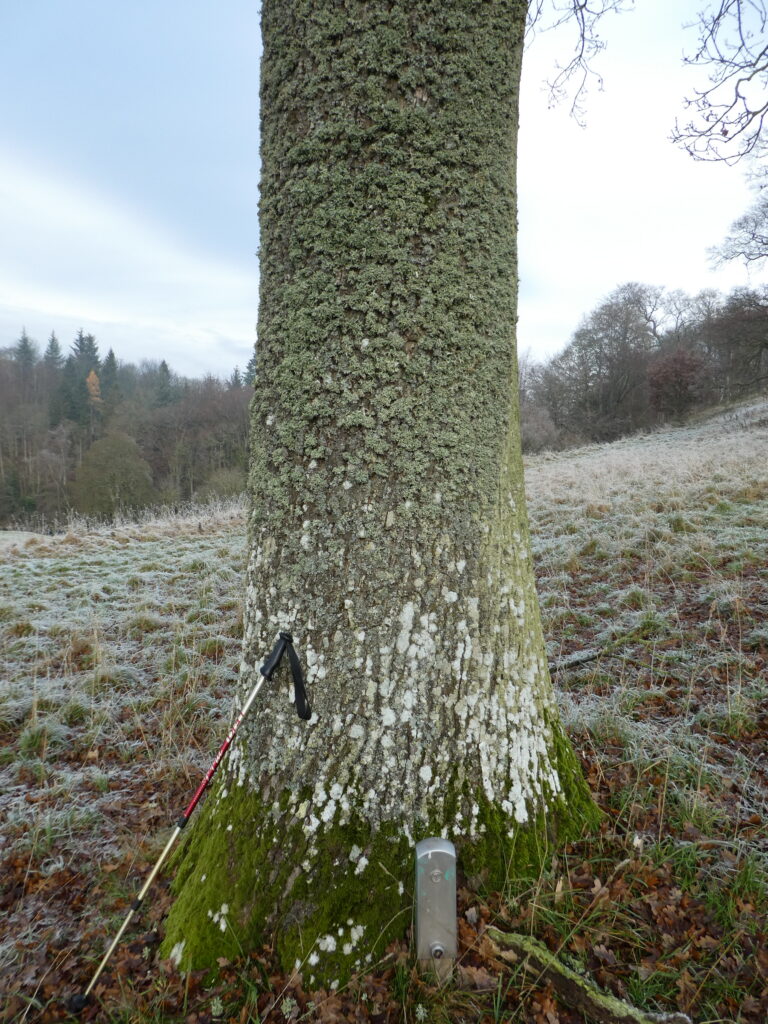 Evernia prunastri at  Lowther Park