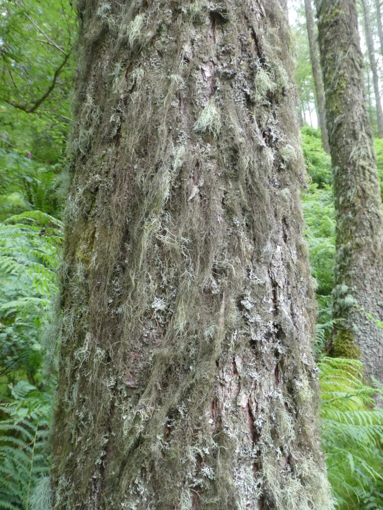 Bryoria fuscescens at Holme Wood