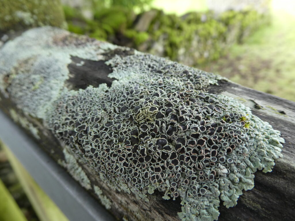 Physcia aipolia near Ambleside