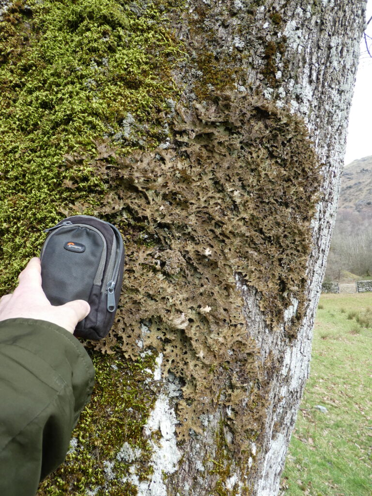 Lobaria pulmonaria near Rydal