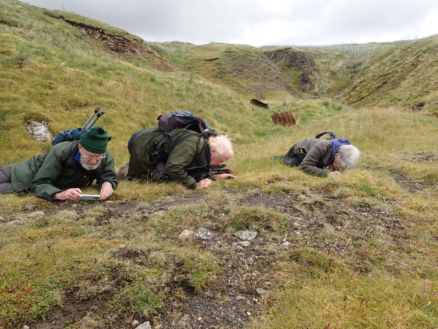 Looking for Peltigera on shaly mine spoil terrace