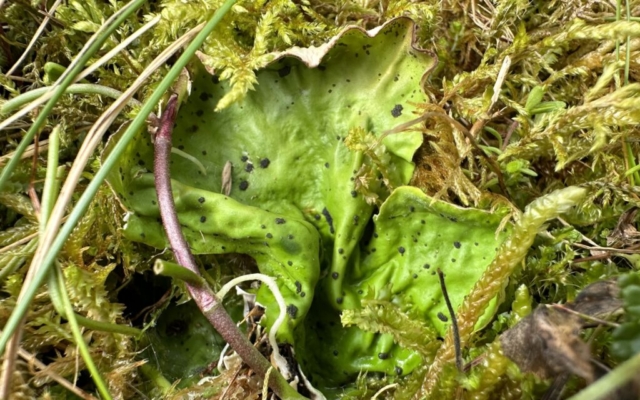 Peltigera leucophlebia: upper surface: green algae, small dark wart-like cephalodia