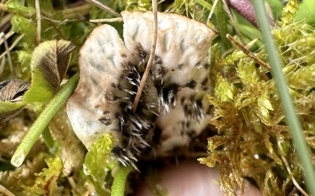 Peltigera leucophlebia: lower surface: pale veins, few short rhizines with black bases