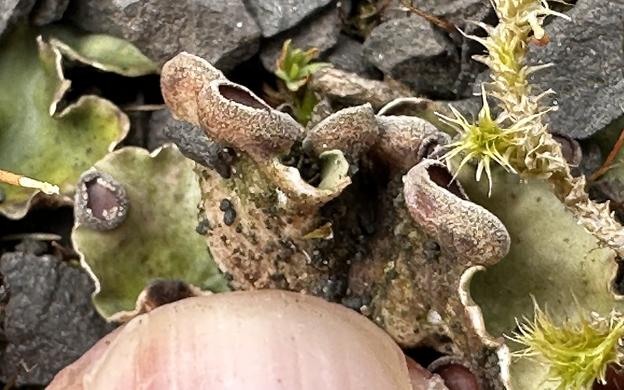 Peltigera venosa : lower surface: no rhizines, tomentose to tips, with dark, granular cephalodia