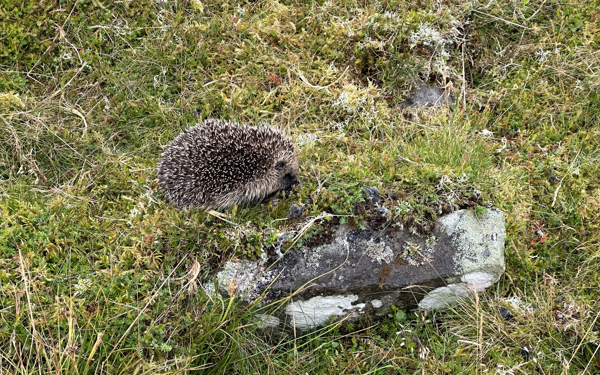 A sleeping hedgehog on the moor