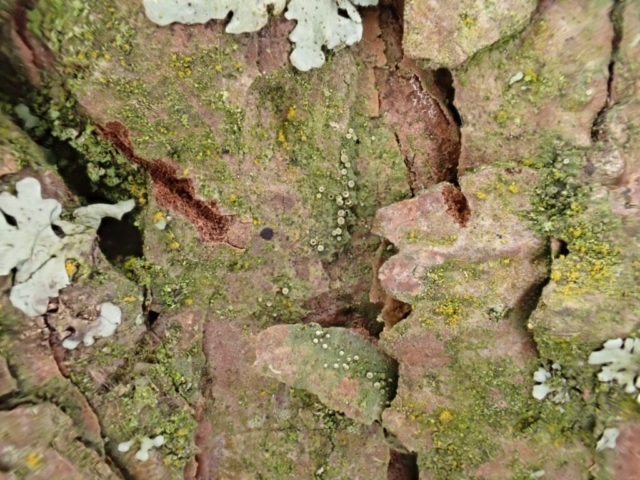 Coenogonium (Dimerella) pineti