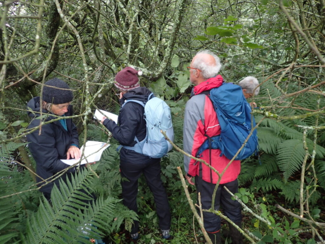 Bryologists and lichenologists in the CWT Bowness-on-Solway reserve