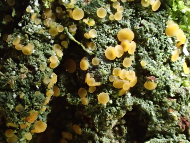 Coenogonium (Dimerella) luteum