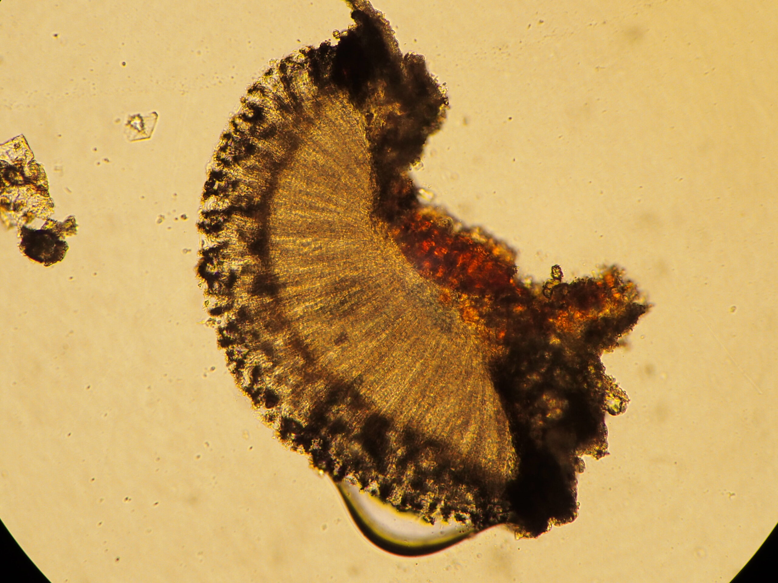 Phaeographis smithii, with incomplete black exciple