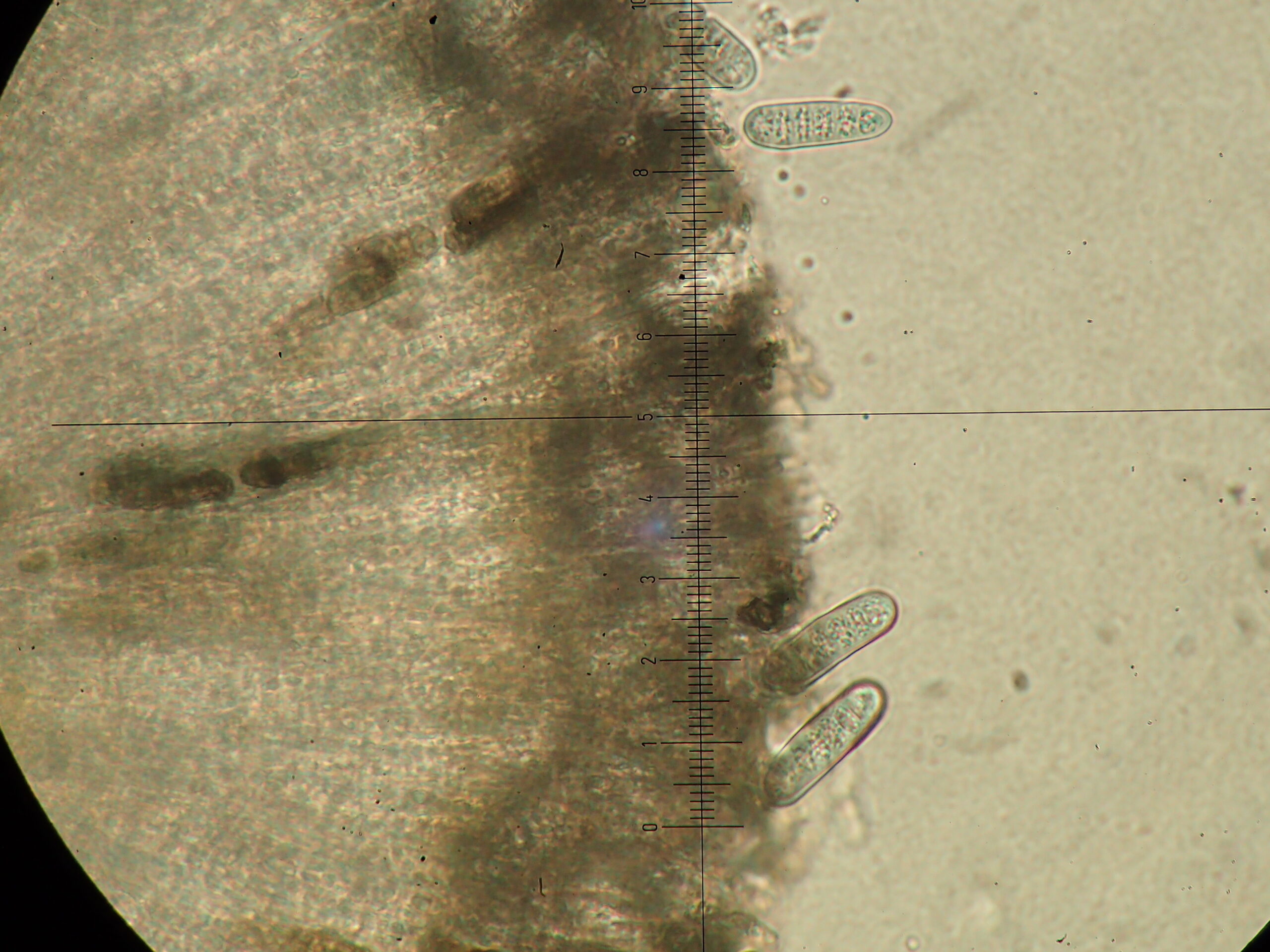 Phaeographis smithii spores