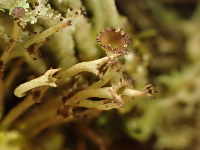 Possible Cladonia crispata var cetrariiformis