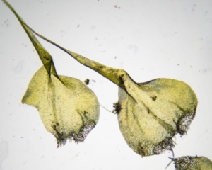 Leaves of Campylium protensum