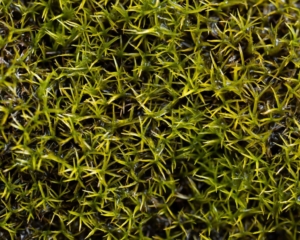 Amphidium mougeotii