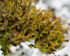 Orthocaulis atlanticus