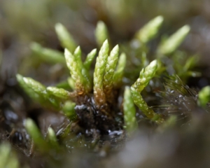 Bryum julaceum