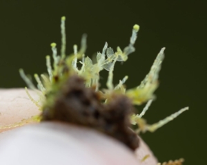 Calypogeia arguta