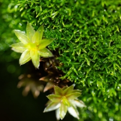 Gymnostomum and Bryum