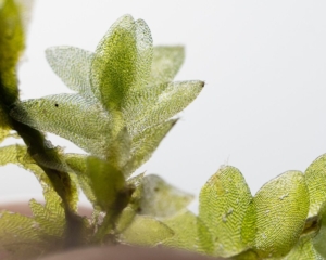 Hookeria lucens