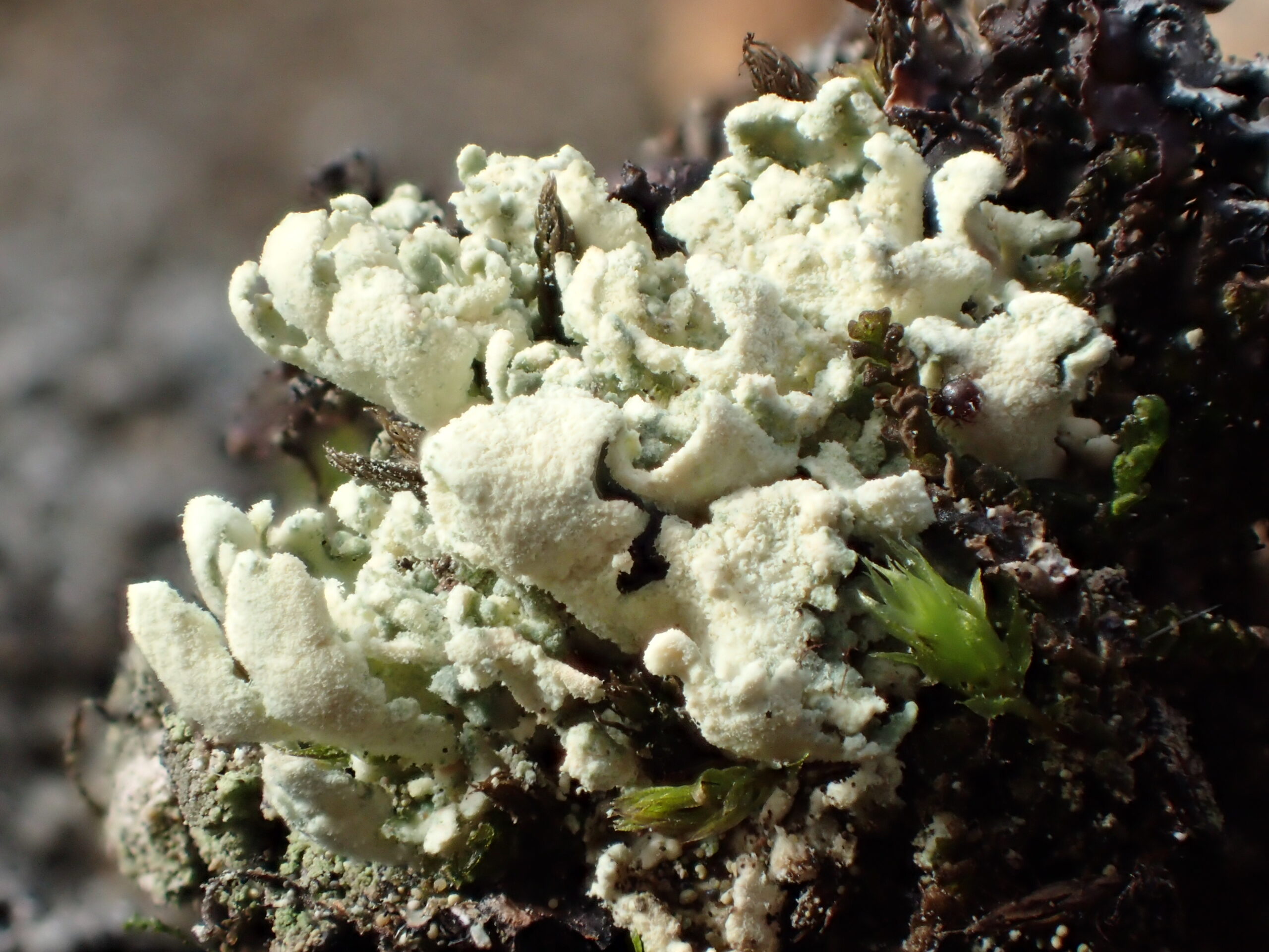 Cladonia luteoalba: undersides of the squamules densely tomentose/fluffy