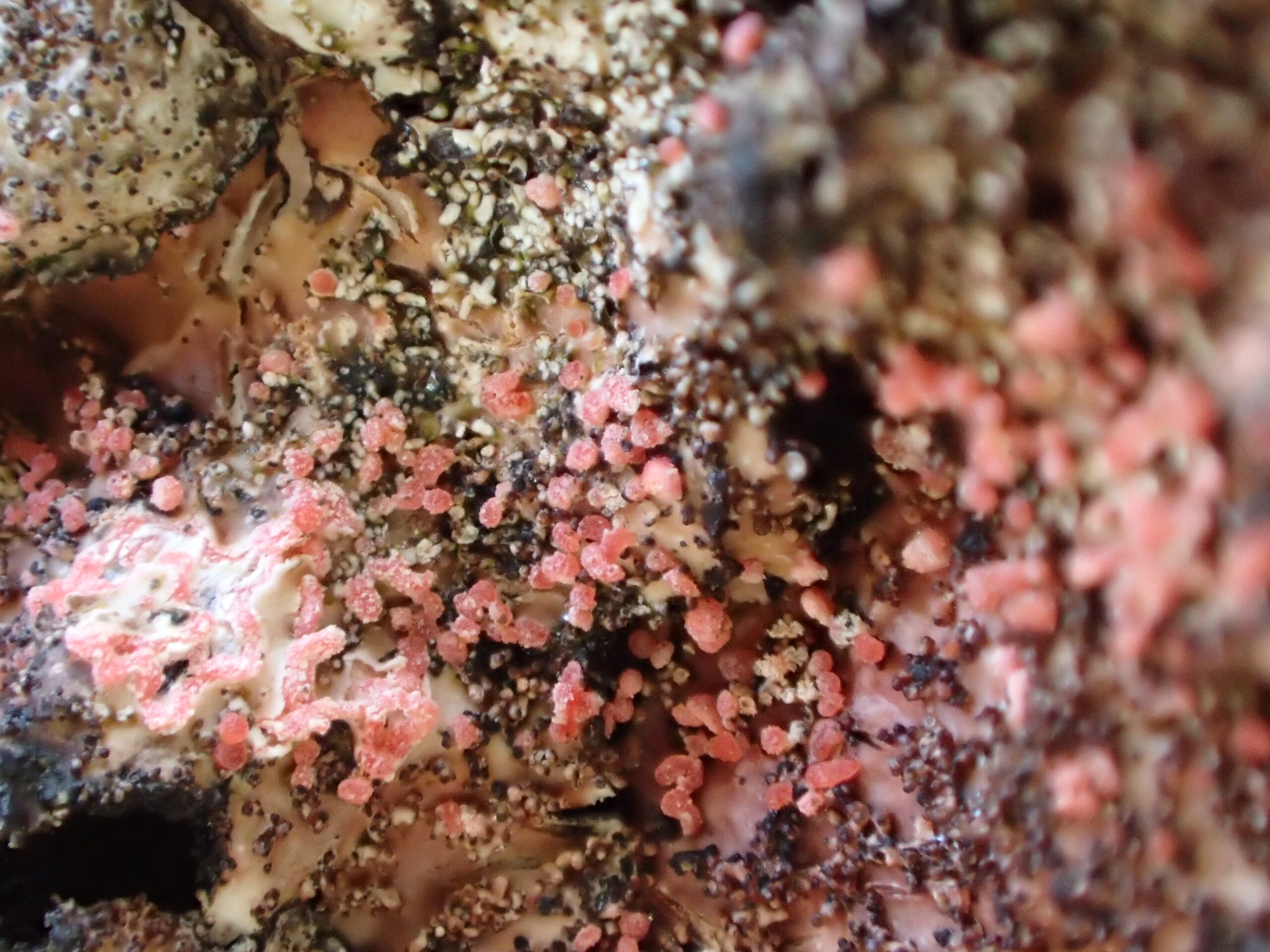 Marchandiomyces corallinus: pink bulbils