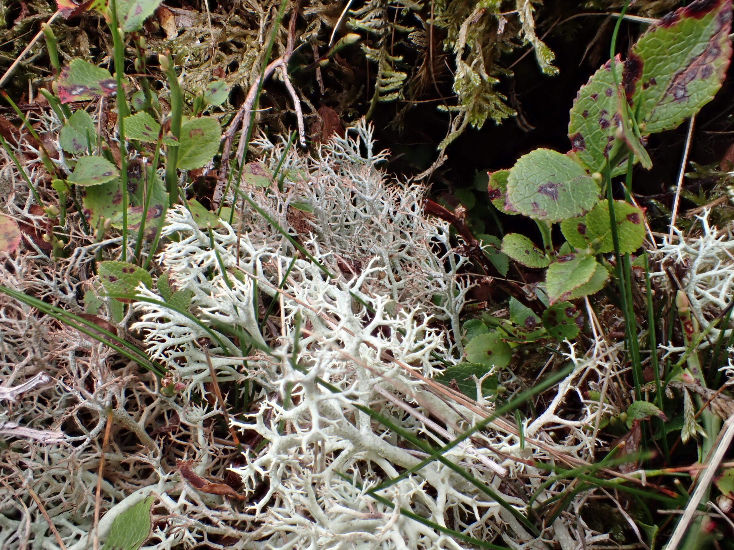 Cladonia ciliata, Cladonia arbuscula