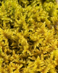 Palustriella commutata