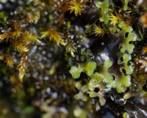 Pellia endiviifolia
