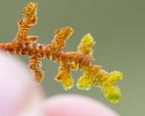 Ptilidium ciliare